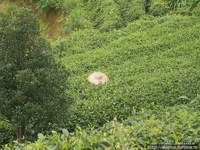 Сборщица чая Сборщица чая