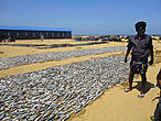 Рыбный рынок в Негомбо один из двух крупнейших в стране.