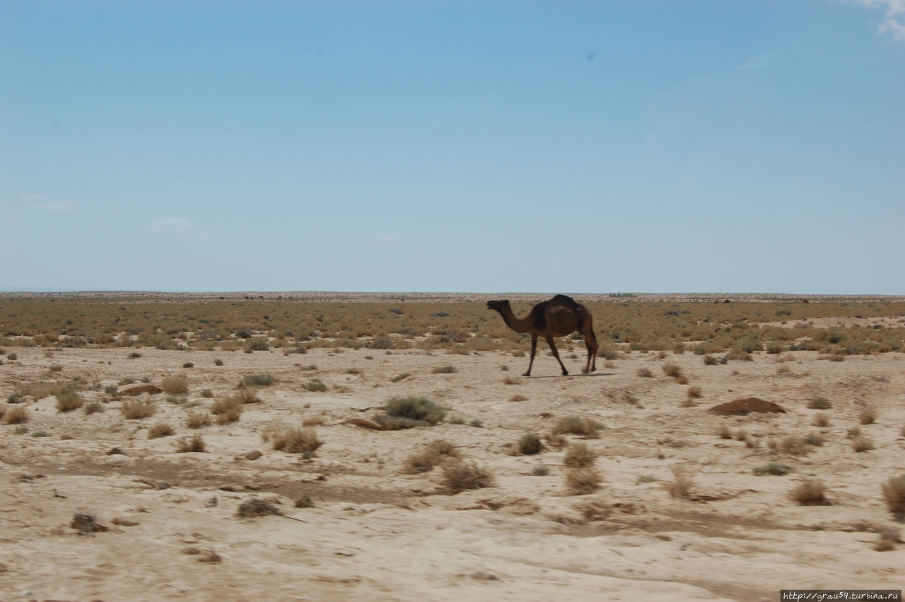 Верблюжий антураж Туниса Тунис