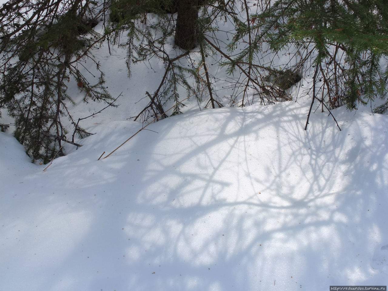 С настроением весеннего леса... Красноярск, Россия С настроением весеннего леса... Красноярск, Россия