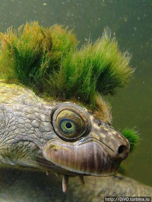 Люймао гуй — зеленовласая черепаха Китай