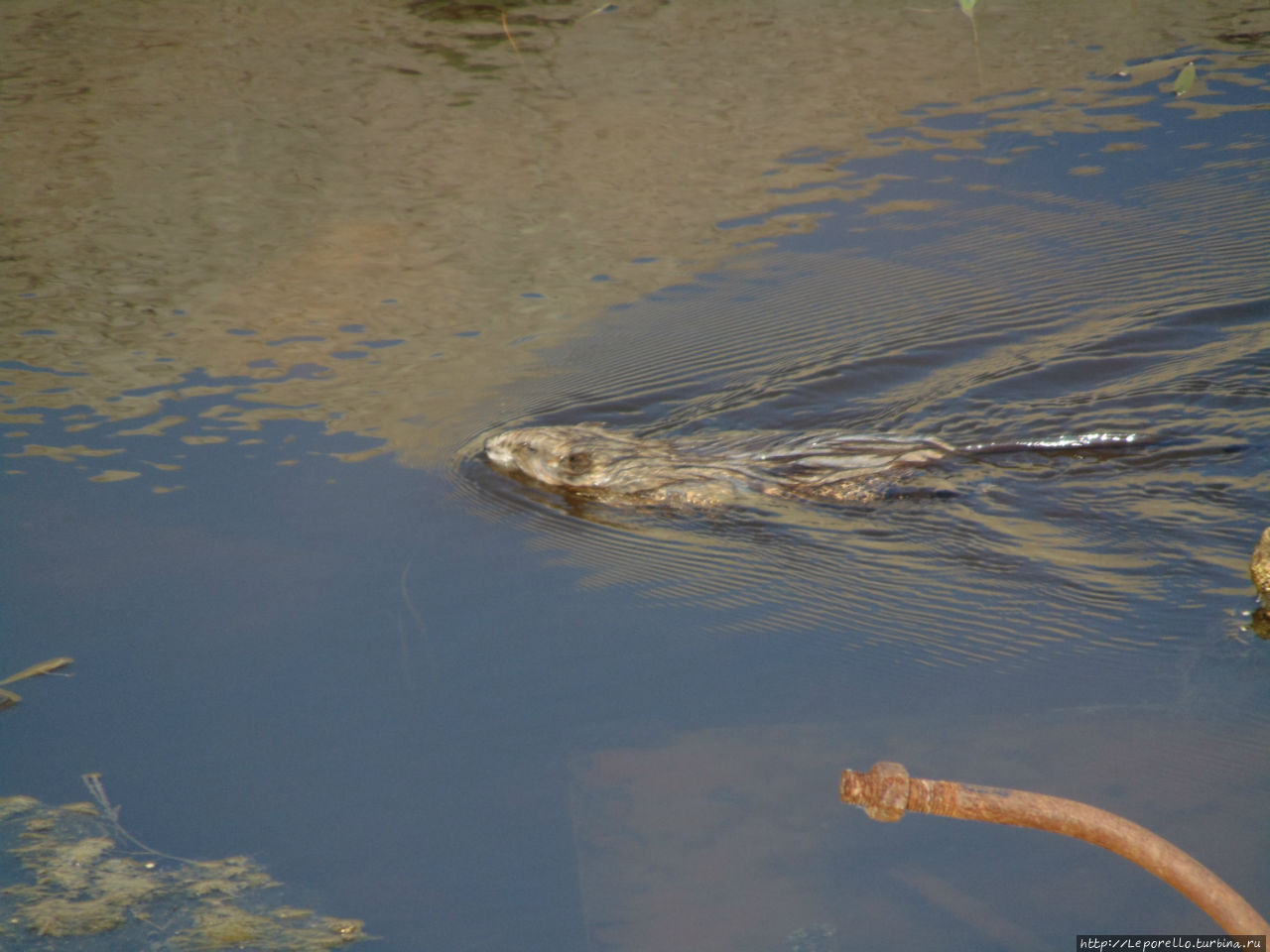 Как нутрии собирают цветы Москва и Московская область, Россия Как нутрии собирают цветы Москва и Московская область, Россия