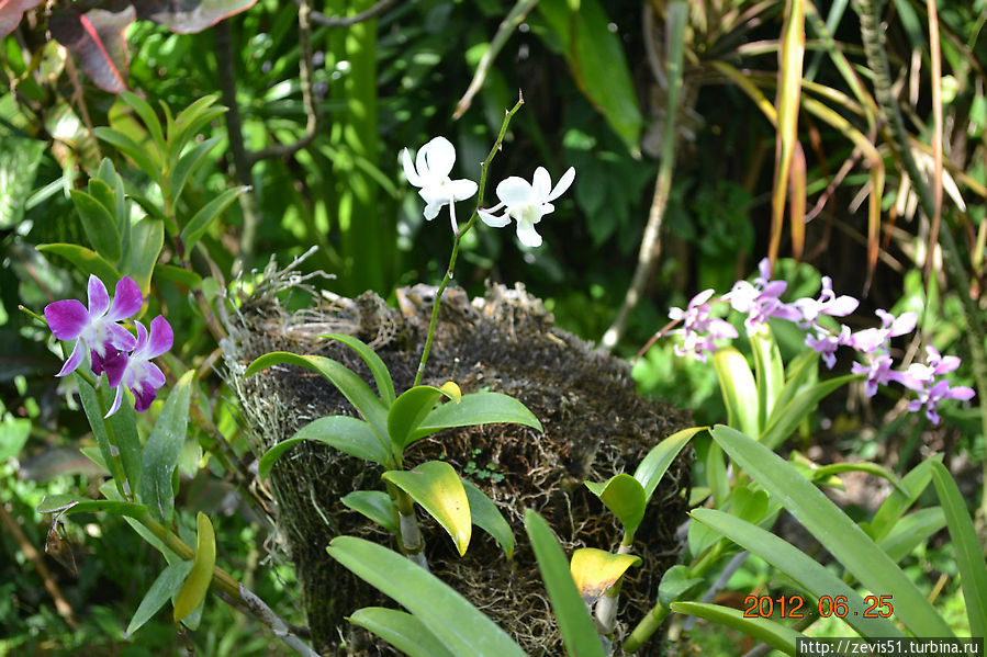 Посещение сада орхидей в окрестностях г.Денпасар Денпасар, Индонезия