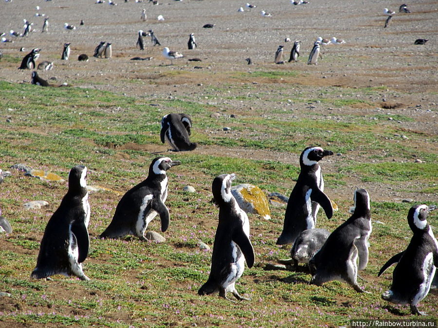 Нет страны прекрасней Чили Нет страны прекрасней Чили
