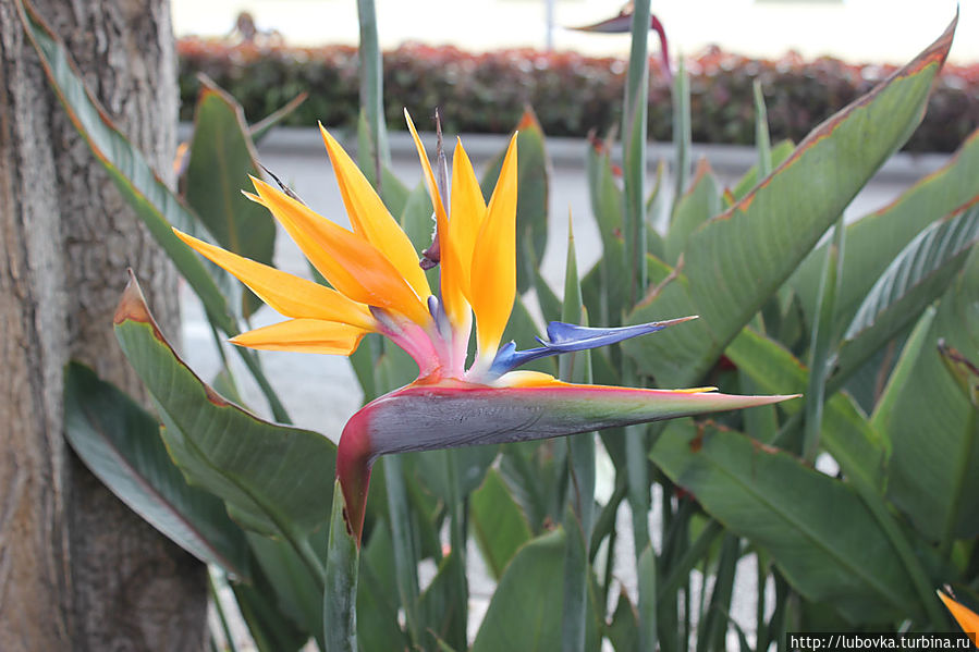 Стрелиция. Стрелиция.