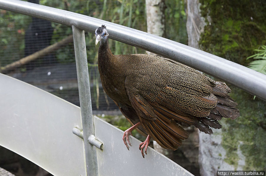 Хочет дружить... Хочет дружить...