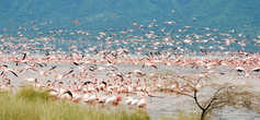 Фламинго на озере Богория