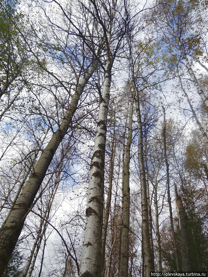 В лесу под Вологдой Вологда, Россия