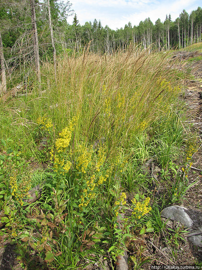Вырубка на территории восстановительного питомника. Вырубка на территории восстановительного питомника.