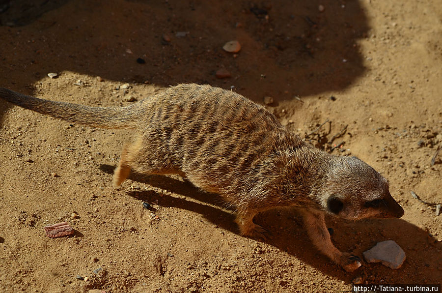 Сурикат — вид млекопитающих из семейства мангустовых (Herpestidae). Распространен в Южной Африке, в основном, в районе пустыни Калахари: на территориях юго-западной Анголы, Намибии, Ботсваны и ЮАР, раньше их замечали и на Мадагаскаре. Сурикат — вид млекопитающих из семейства мангустовых (Herpestidae). Распространен в Южной Африке, в основном, в районе пустыни Калахари: на территориях юго-западной Анголы, Намибии, Ботсваны и ЮАР, раньше их замечали и на Мадагаскаре.