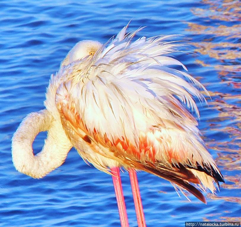 В гостях у фламинго. Уолфиш-Бей, Намибия