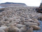 Лежбище тихоокеанских моржей на мысе Кожевникова