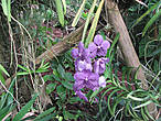 Сиреневые орхидеи.