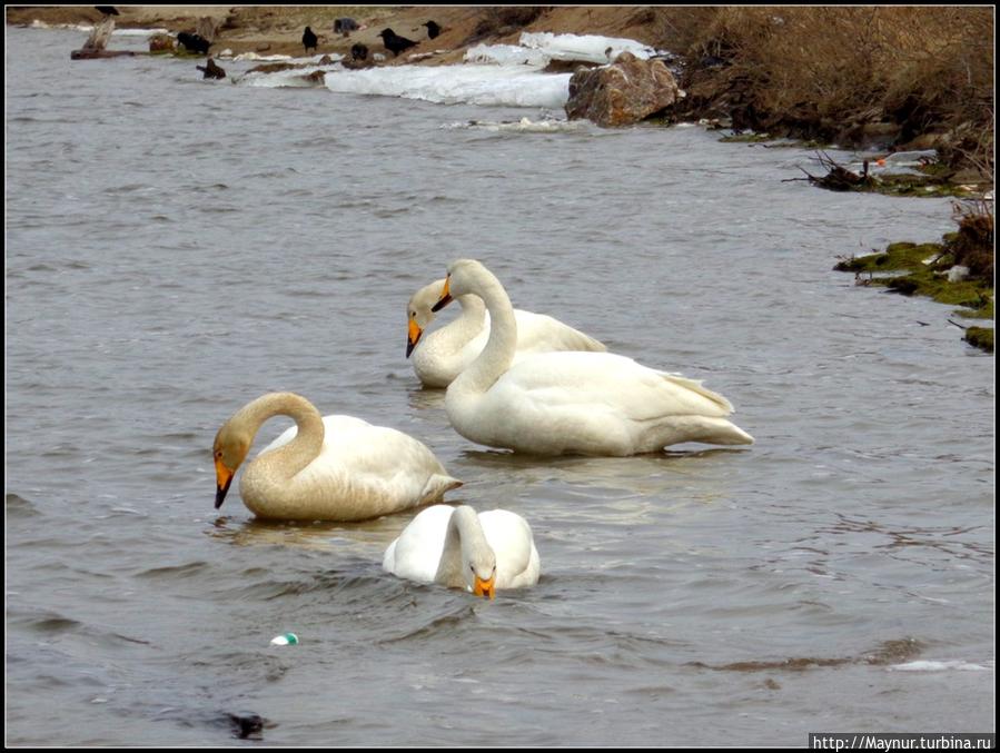Пусть летят по небу лебеди... Южно-Сахалинск, Россия Пусть летят по небу лебеди... Южно-Сахалинск, Россия