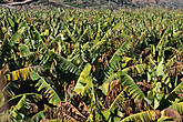 Банановые плантации в национальном парке Масса Ассака.
