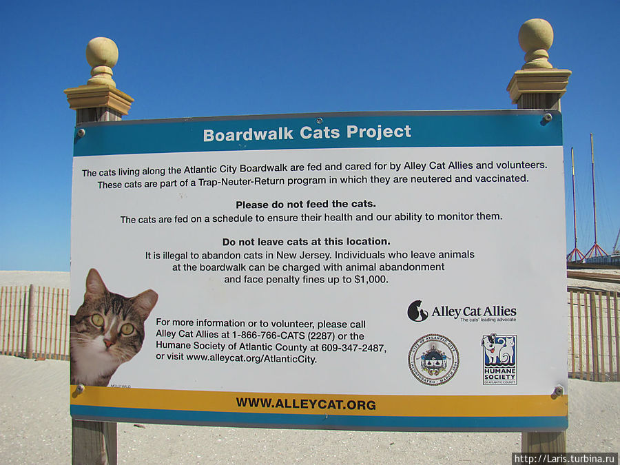 На аллее кошек а Атлантик Сити. На аллее кошек а Атлантик Сити.