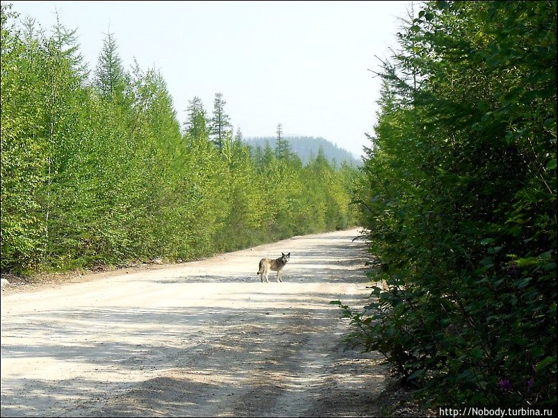 Окрестности Олонгдо. Саха (Якутия), Россия