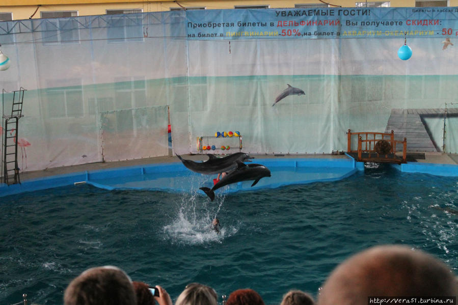 Дельфины в дельфинарии устроили настоящий праздник Краснодарский край, Россия