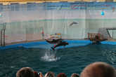 Дельфины в дельфинарии устроили настоящий праздник