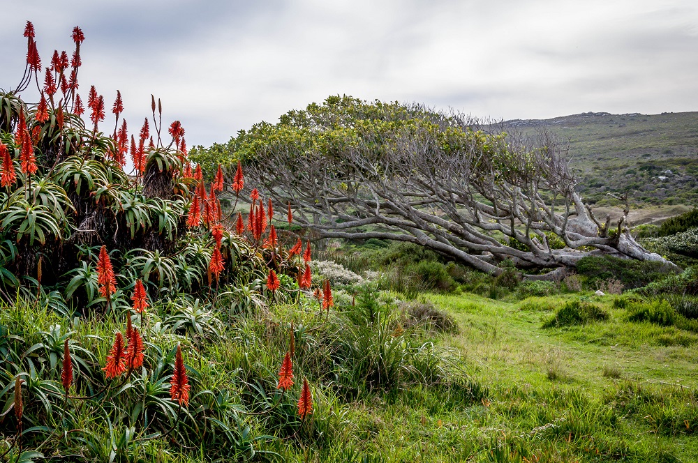 Капская флористическая область / Cape Peninsula (Cape Floral)