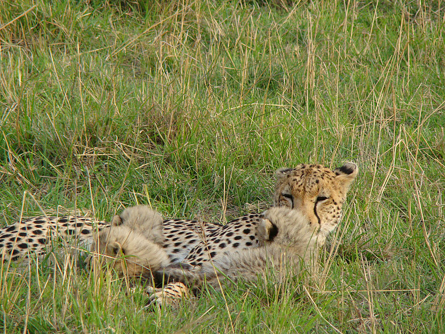 Рожденные свободными Масаи-Мара Национальный Парк, Кения