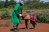 Кожа малышей нежная и очень уязвимая. В природе от солнечных лучей слонят защищают материнские спины, в реабилитационном центре используют покрывало.