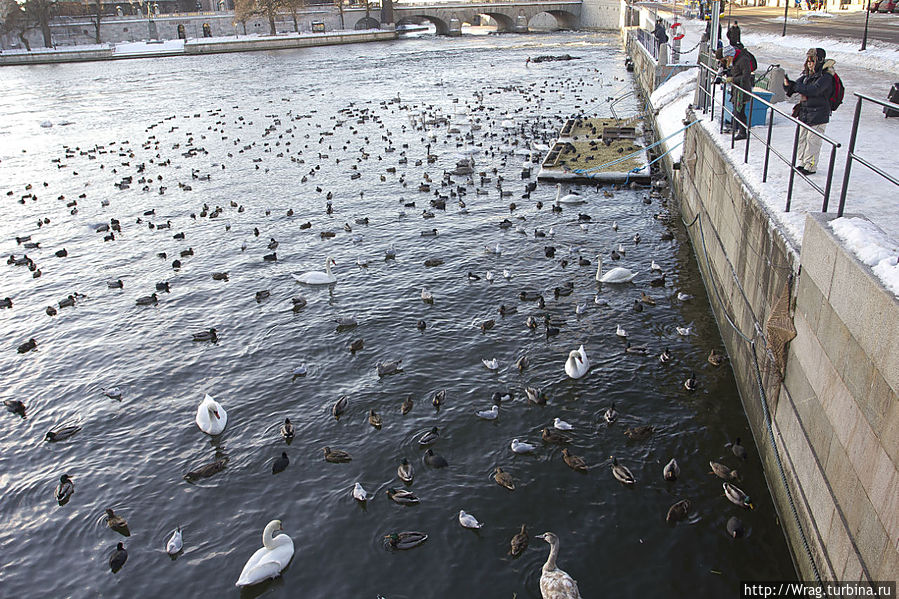 Животных здесь любят. Животных здесь любят.