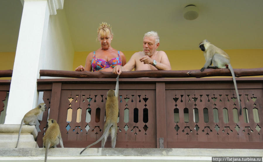 Шустрые обезьянки в отеле 