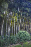 Бамбуковая роща рядом с бульваром