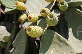 Вот такие кактусы на о. Спиналонга