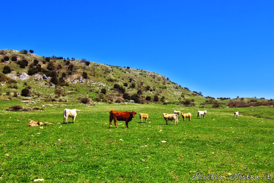 А на обратном пути мы проходили мимо стада коров, конечно, нельзя было не сфотографировать :) Сицилия, Италия