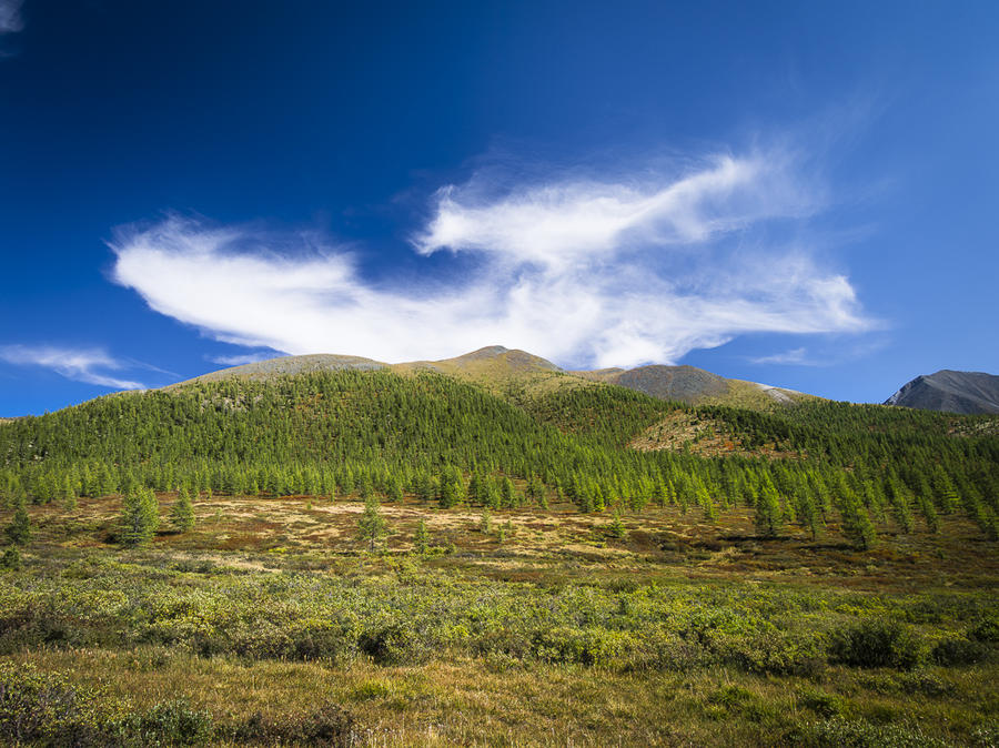 Плюмаж из перьев у лысой горы. Монголия