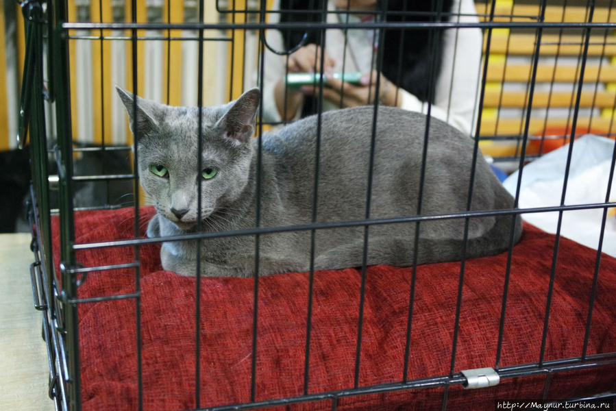 Самые любимые... Южно-Сахалинск, Россия Самые любимые... Южно-Сахалинск, Россия