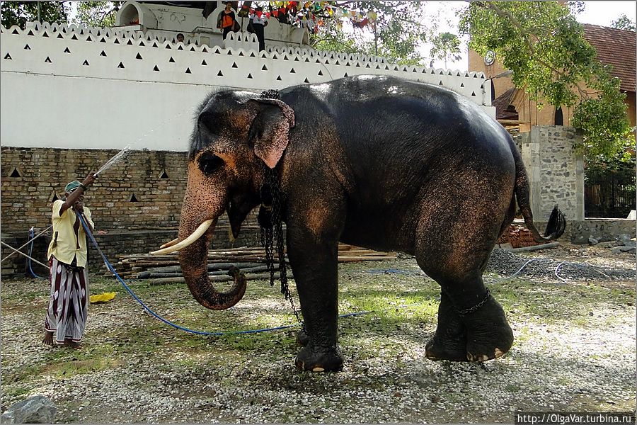 *На мой вопрос, для чего здесь нужен слон, Приянкара туманно пояснил, что с ним связан какой-то ритуал, когда детей проносят под хоботом слона.  А что это означает, по-моему, он и сам не знал Канди, Шри-Ланка