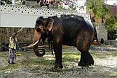 *На мой вопрос, для чего здесь нужен слон, Приянкара туманно пояснил, что с ним связан какой-то ритуал, когда детей проносят под хоботом слона.  А что это означает, по-моему, он и сам не знал