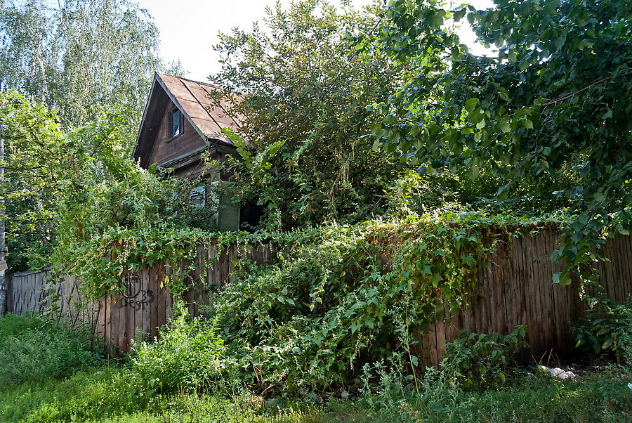 Настоящие джунгли. Настоящие джунгли.