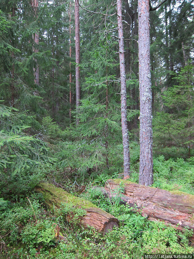 хвойный лес Кургальский заказник, Россия