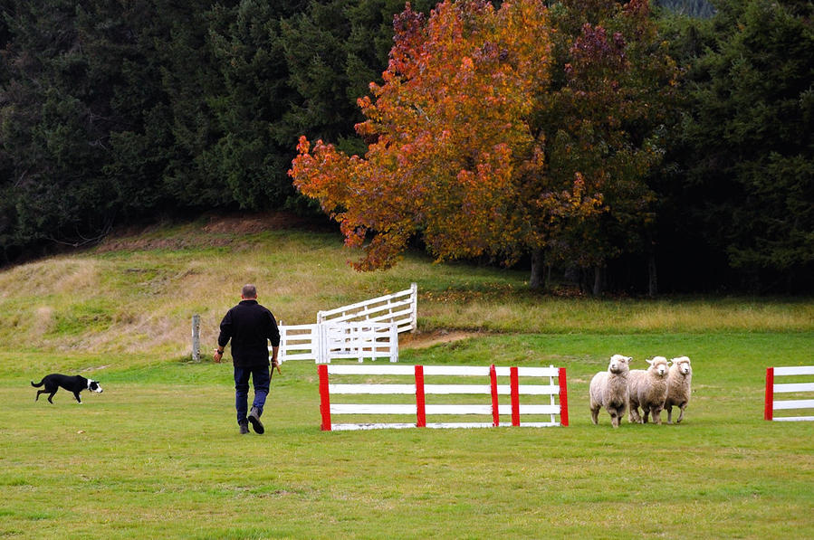 Овчарка помогает пасти овец Роторуа, Новая Зеландия
