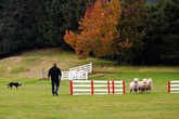Овчарка помогает пасти овец
