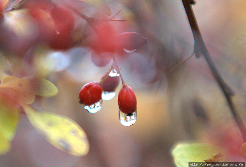 Плачет Осень в парке Штутгарт, Германия Плачет Осень в парке Штутгарт, Германия