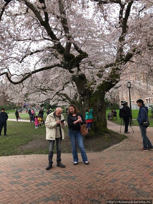 Университет Вашингтона, цветение сакуры Вашингтон, CША