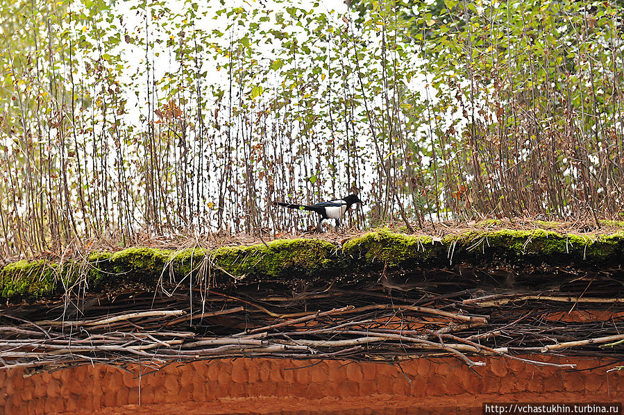 Сорока. Сорока.