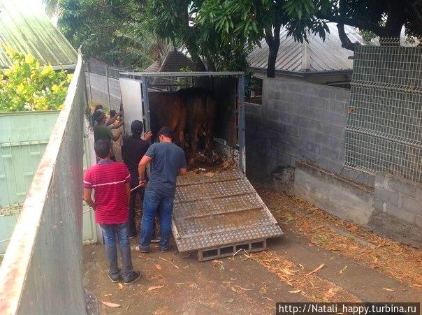 Курбан-Байрам. Реюньон Курбан-Байрам. Реюньон