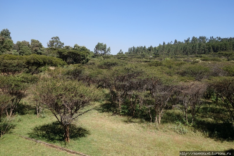 лес Менагеша Менагеша Национальный Лес, Эфиопия