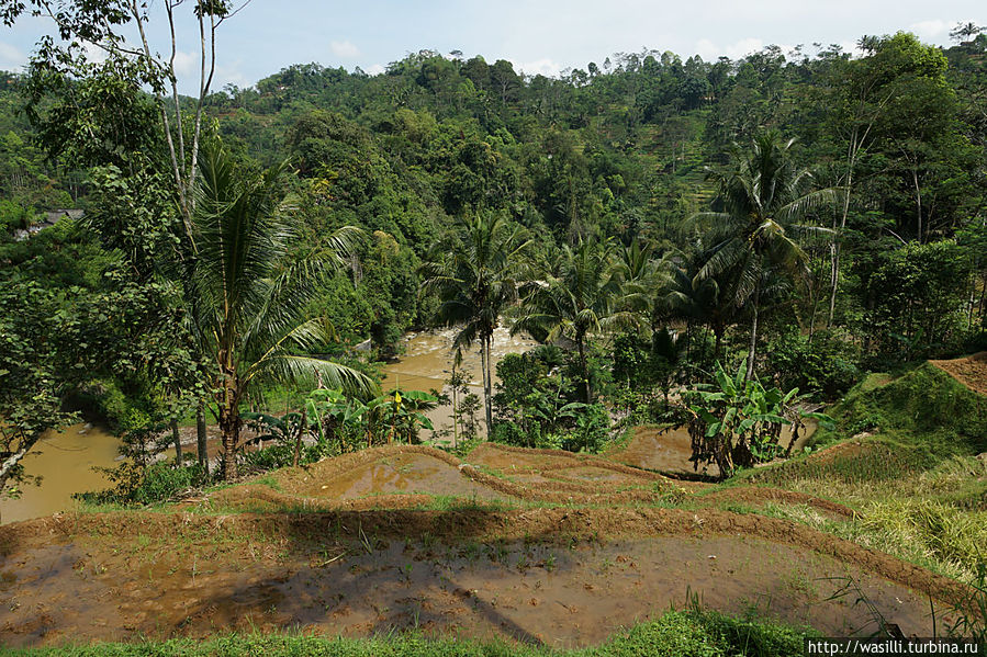 Террасы под рис. Ява, Индонезия