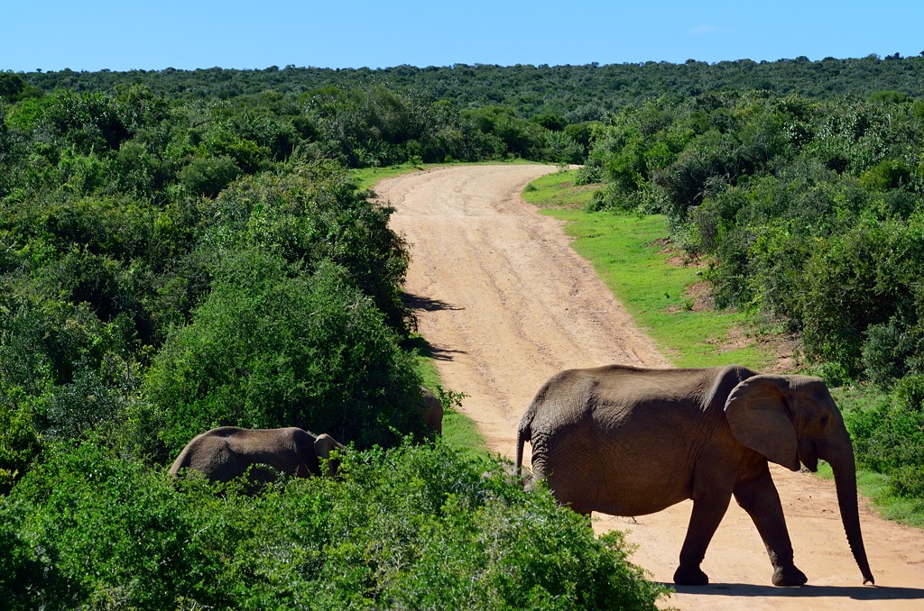 Ж Эддо Элефант Национальный Парк, ЮАР