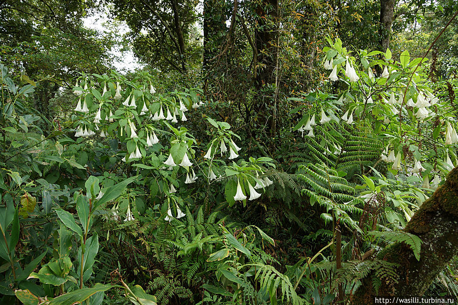 У нас это называют — дурманом. У нас это называют — дурманом.