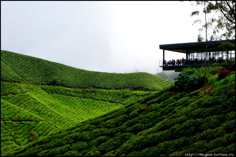 Туристический  центр  в  глубине  плантации.  Здесь  находится   кафе,  магазин  с  чаем,  информация  о  местности.  Тут  же  рядом   расположена   чайная  фабрика  и  административные  помещения. Танах-Рата, Малайзия