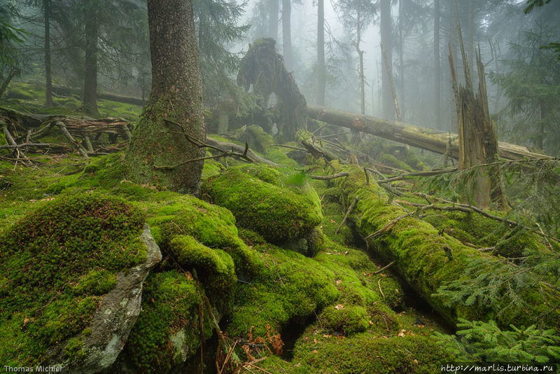 Баварские девственные леса. Фото из интернета Бад-Кёцтинг, Германия