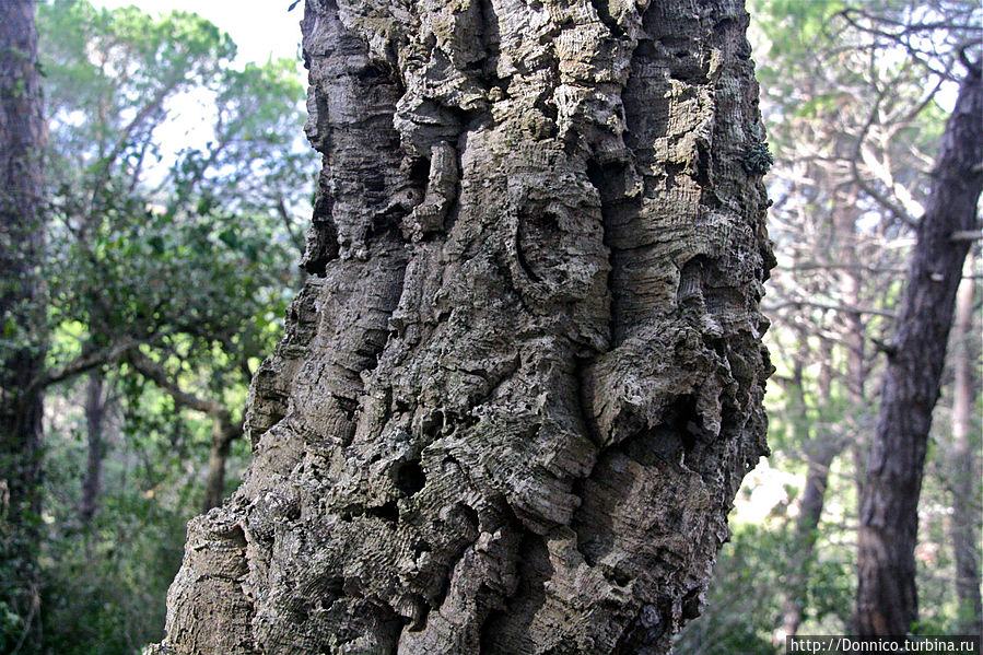 Пробковый дуб — к полету готов! Каталония, Испания Пробковый дуб — к полету готов! Каталония, Испания